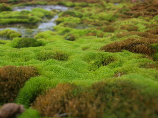 Moss