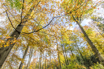 herbstbäume
