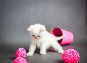 Fototapeta na wymiar exotic kitten play with toys on a grey background