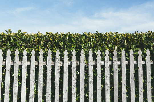 Wood fence in front of  laurel hedge