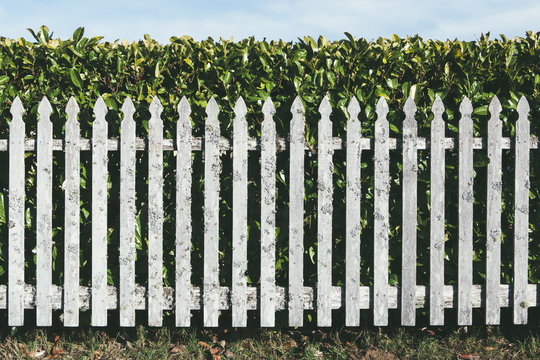 Wood fence in front of  laurel hedge