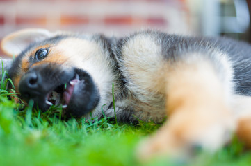 Obraz premium Cute dog