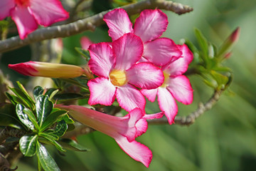 zweig mit weiß, rot, rosa blüten der wüstenrose, makro