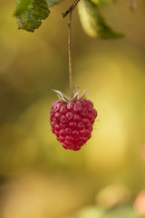 A single tasty raspberry hanging on a bush.