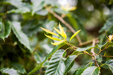 Quercus turner (Turner s oak)- tree and details