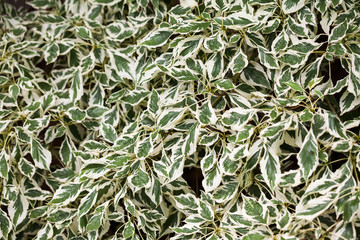 Cornus controversa (variegata) - leaves and details
