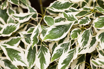 Cornus controversa (variegata) - leaves and details
