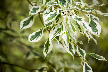 Cornus controversa (variegata) - leaves and details

