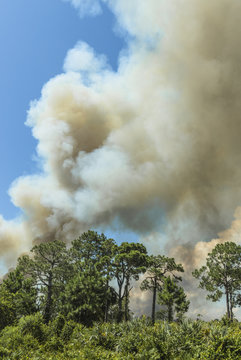 Controlled Burn in the  Scrub Preserve of East Central Florida