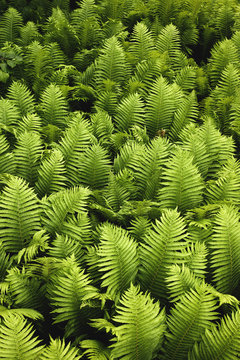Field of ferns