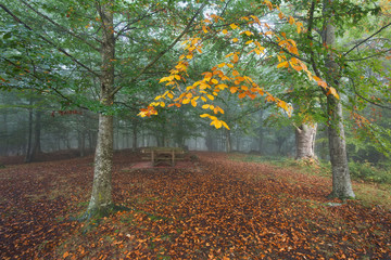 Picnic area in a foggy forest in autumn