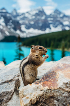 Beautiful wild chipmunk sits on a rock eating.