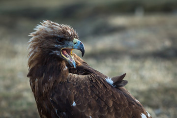 Young golden eagle in the Mongolian steppe.