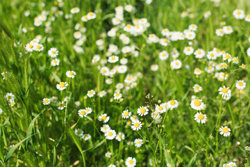 Field of chamomile.