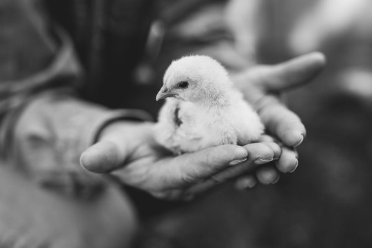 Man holding chick