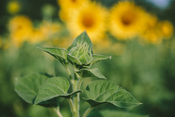 Sunflower field