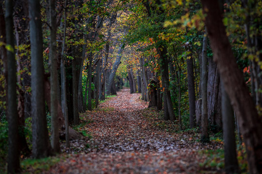 sidecut path