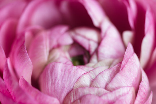 Macro of pink ranunculus flower