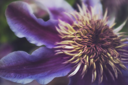 Close up of a flowering purple Clematis...