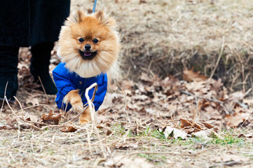 The German spitz dog in the blue sweater is walking and running on the park. Cold autumn,winter time