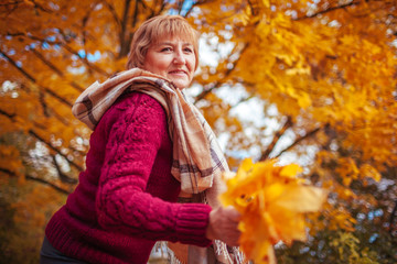 Middle-aged woman gathers maple leaves