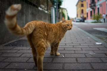 street cat in Sirmione