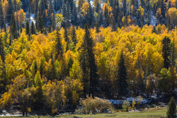 Autumn bright yellow forest in the Altai mountains, Russia.