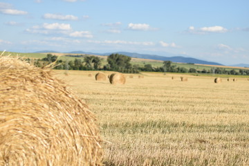 Bale of hay in the field 14