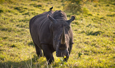 Single male white rhino in the South African bush with tickbird