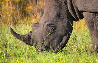 Obraz premium Closeup of single male white rhino in the South African bush
