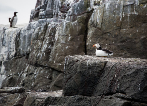A puffin resting on a cliff