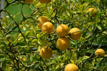 Pomeranzen im Herbst