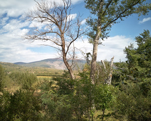 Obraz premium Dead tree