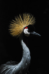 Crowned crane © Kim