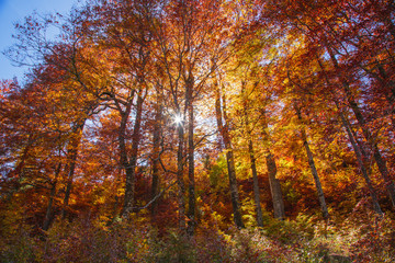 Fototapeta premium Forest on fire