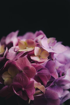 Extreme close up of Hydrangea flower