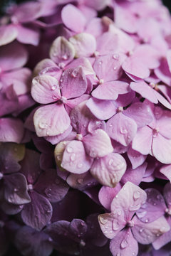 Extreme close up of Hydrangea flower