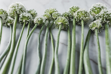 Onion flowers
