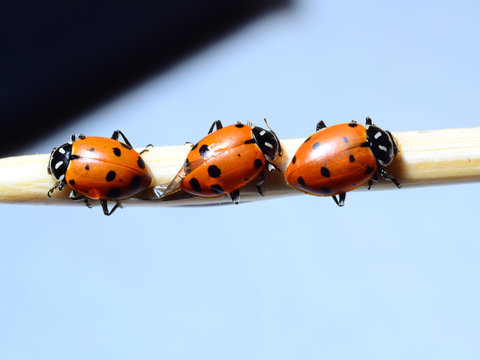 Three ladybugs