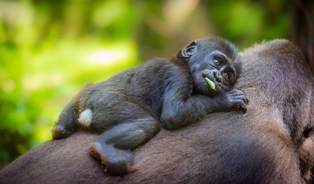 baby gorilla on mom's back