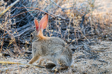 Desert Cottontail Rabbit