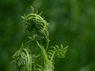 Fern curls
