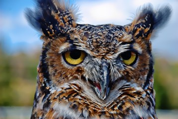 Owl face