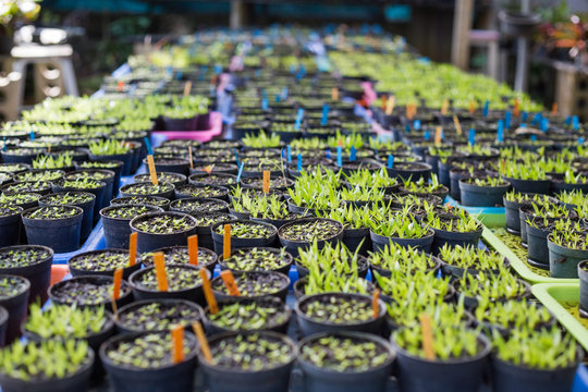 Rows of potted seedlings and young plants in greenhouse