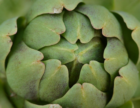 Artichoke in macro