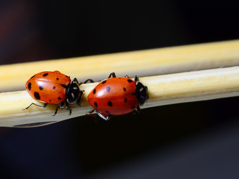 Two ladybugs on sticks