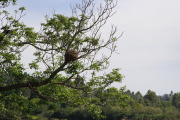 nests on branches and cactus in bloom in spring
