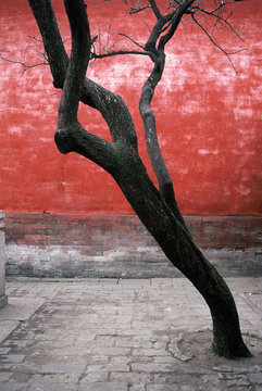 Tree Against Red Wall