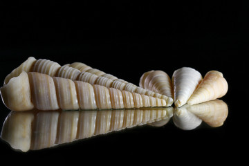 Sea shells