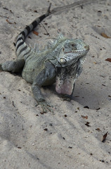 Iguana on the beach Curacao